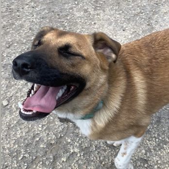 Dogs Around Austin - pictured: pure joy - Pet Photography Near Me - Austin, Texas Dogs Around Austin - pictured: pure joy - Pet Photography Near Me - Austin, Texas