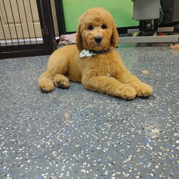Kanine Spa & DayCare - Showing off his cute 1st cut. - Pet Groomers Near Me - West Bloomfield, Michigan Kanine Spa & DayCare - Showing off his cute 1st cut. - Pet Groomers Near Me - West Bloomfield, Michigan