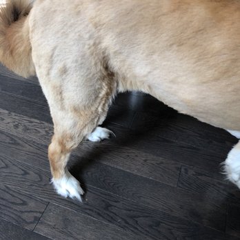 Westhampton Dog Grooming - Pet Groomers Near Me - Westhampton Beach, New York