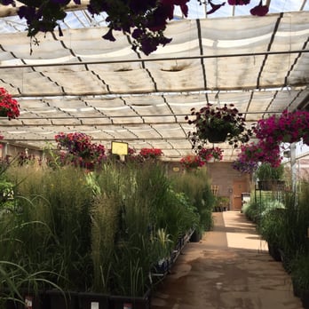Greengate Garden Centres - Zone 3 hardy grasses - Nurseries & Gardening Near Me - Calgary, Alberta Greengate Garden Centres - Zone 3 hardy grasses - Nurseries & Gardening Near Me - Calgary, Alberta