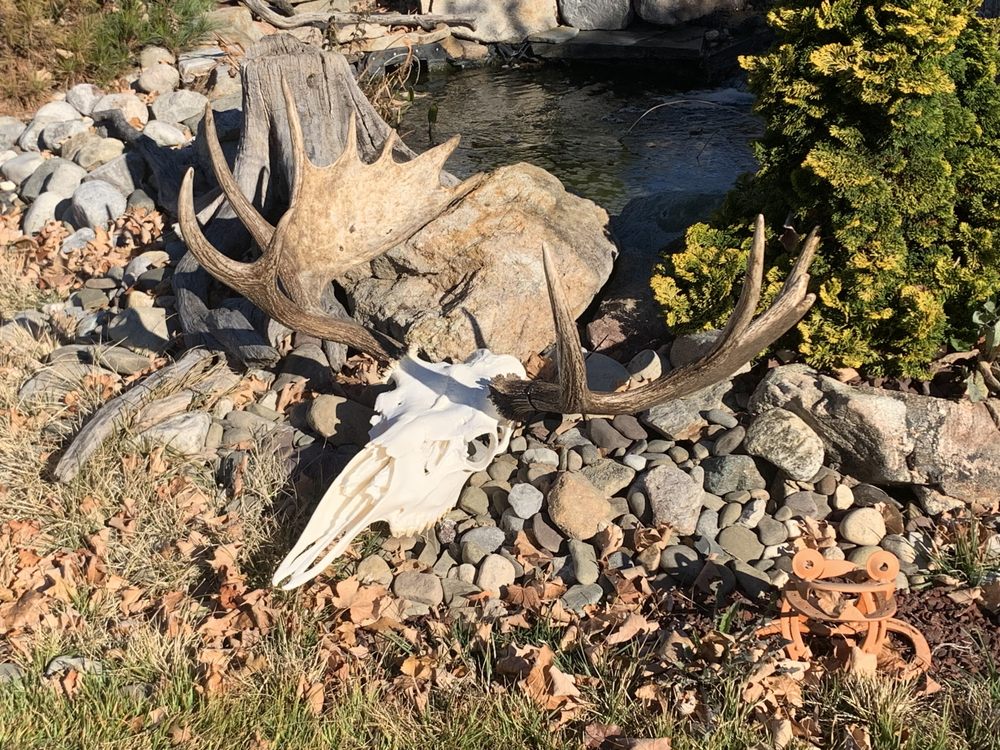 Twisted Racks Skull Cleaning - taxidermy in Frederick, PA