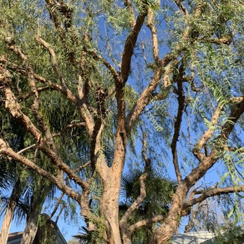 George's Tree Service - Thinned out Pepper Tree . - Tree Services Near Me - Fresno, California George's Tree Service - Thinned out Pepper Tree . - Tree Services Near Me - Fresno, California