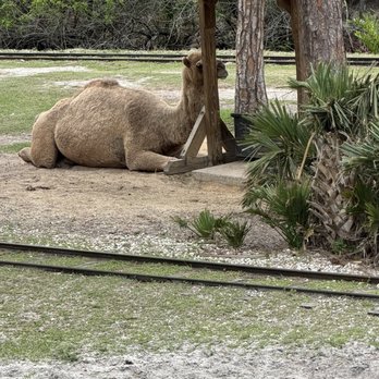 Brevard Zoo - Camels - Zoos Near Me - Melbourne, Florida Brevard Zoo - Camels - Zoos Near Me - Melbourne, Florida