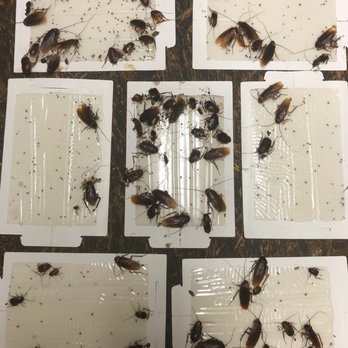 Horizon Pest Control - Total Cockroach Control - Roaches From An Infestation Caught On Sticky Glue Board Traps - Pest Control Near Me - Carlsbad, New Mexico Horizon Pest Control - Total Cockroach Control - Roaches From An Infestation Caught On Sticky Glue Board Traps - Pest Control Near Me - Carlsbad, New Mexico