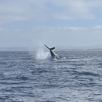 Princess Monterey Whale Watching - Whale Watching Tours Near Me - Monterey, California Princess Monterey Whale Watching - Whale Watching Tours Near Me - Monterey, California