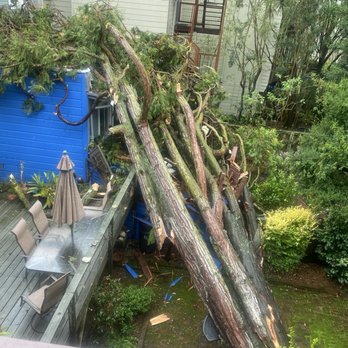 Cabrera Tree Care - Poor tree - Tree Services Near Me
