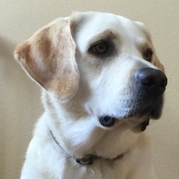 Ryan Furlet - Pet Training Near Me - San Clemente, California Ryan Furlet - Pet Training Near Me - San Clemente, California