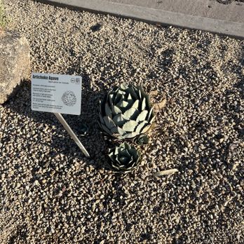 Fountain Park - Artichoke Agave - Parks Near Me - Fountain Hills, Arizona Fountain Park - Artichoke Agave - Parks Near Me - Fountain Hills, Arizona