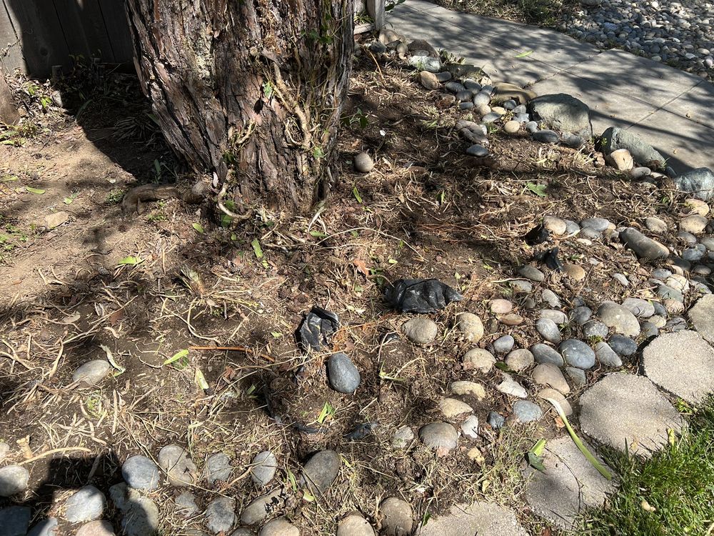 Jon's Yard Clean Up Service & More - tree service in San Jose, CA