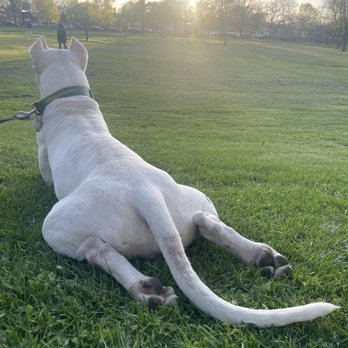 Doggo moving Service - Movers Near Me - Chicago, Illinois Doggo moving Service - Movers Near Me - Chicago, Illinois