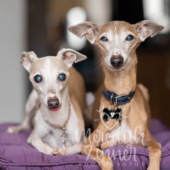 Meredith Zinner Photography - We LOVE our pets! They're family! Document their loves and lives with amazing physical heirlooms with
meredith-zinner-photography.com - Event Photography Near Me - Brooklyn, New York Meredith Zinner Photography - We LOVE our pets! They're family! Document their loves and lives with amazing physical heirlooms with
meredith-zinner-photography.com - Event Photography Near Me - Brooklyn, New York