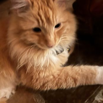 Taylor Made Grooming - Pumpkin Chilling out ! - Pet Groomers Near Me - Redding, California Taylor Made Grooming - Pumpkin Chilling out ! - Pet Groomers Near Me - Redding, California