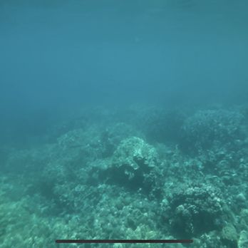 Hawaii Oceanic - Captain cook memorial snorkel - Boating Near Me - Kailua Kona, Hawaii