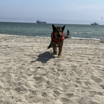 Rosie's Dog Beach - Dog Parks Near Me - Long Beach, California Rosie's Dog Beach - Dog Parks Near Me - Long Beach, California