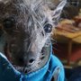 Photo of Leftpaw Pet Sitting Services