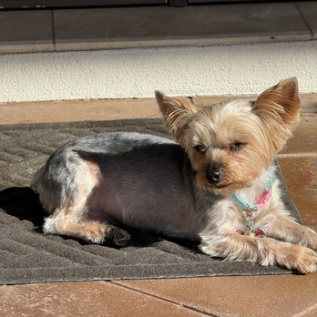 Petco - Bella - Pet Stores Near Me - Del Mar, California