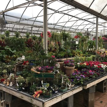 McNaughton's Garden Center - Houseplants of all kind - Nurseries & Gardening Near Me - Cherry Hill, New Jersey McNaughton's Garden Center - Houseplants of all kind - Nurseries & Gardening Near Me - Cherry Hill, New Jersey