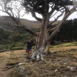 Hell's Hole Trail - Near the end of the trail you will run across beautiful bristle cone pines.