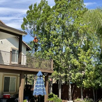 Master Tree Services - Tree Services Near Me Master Tree Services - Tree Services Near Me