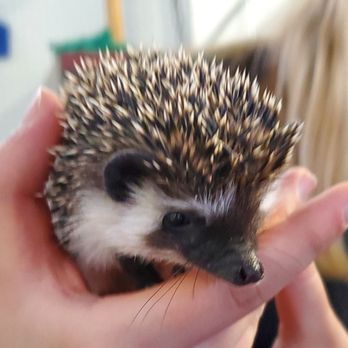 Pitter Patter Pets - Pet Stores Near Me - Amarillo, Texas Pitter Patter Pets - Pet Stores Near Me - Amarillo, Texas