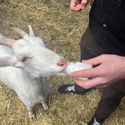 Ridammerhoeve Geitenboerderij
