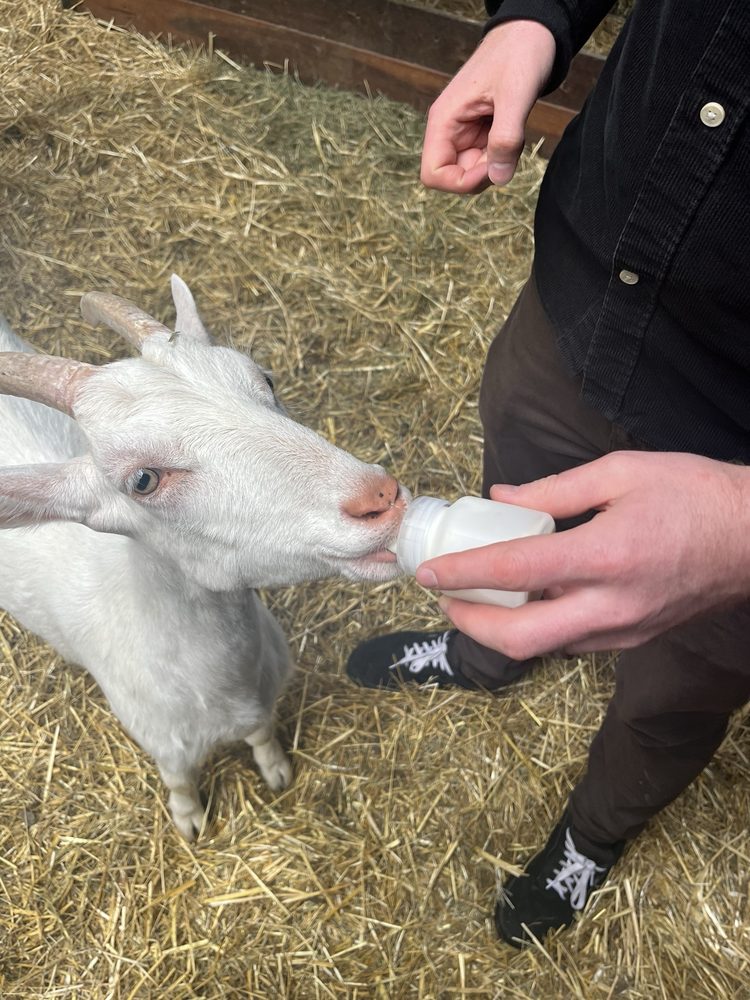 Ridammerhoeve Geitenboerderij