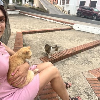 Save a Gato - Animal Shelters Near Me - San Juan, Puerto Rico Save a Gato - Animal Shelters Near Me - San Juan, Puerto Rico