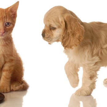 Shore Veterinarians - Veterinarians Near Me - Harbor Township, New Jersey Shore Veterinarians - Veterinarians Near Me - Harbor Township, New Jersey