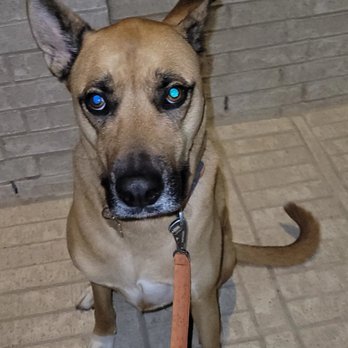 Happy Paw Pet Care - Walking this gentledog! - Pet Boarding Near Me Happy Paw Pet Care - Walking this gentledog! - Pet Boarding Near Me