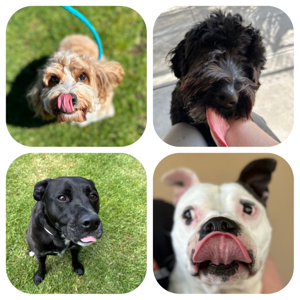 WELLINGTON PARK KENNELS Updated August 2024 17 Photos 32 Powells