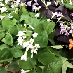 Landscape Solutions Company