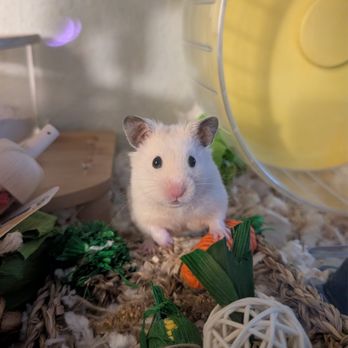 Furball Critters - Pet Breeders Near Me - Santa Cruz, California Furball Critters - Pet Breeders Near Me - Santa Cruz, California