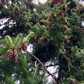 Discovery Park - So many pinecones! - Parks Near Me - Seattle, Washington Discovery Park - So many pinecones! - Parks Near Me - Seattle, Washington