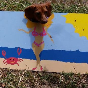 So Cal Wienerfest - Sophie-teeny weeny polka dot bikini - Festivals Near Me - Huntington Beach, California So Cal Wienerfest - Sophie-teeny weeny polka dot bikini - Festivals Near Me - Huntington Beach, California