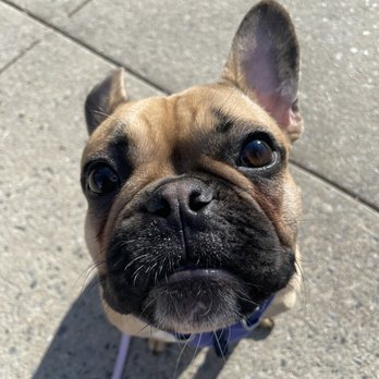 De Witt Clinton Park - Yoda is a big fan of this park - Dog Parks Near Me - New York, New York