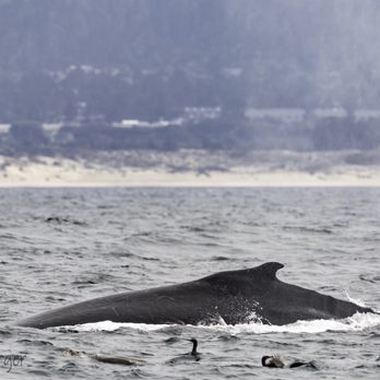 Discovery Whale Watch - Whale Watching Tours Near Me - Monterey, California