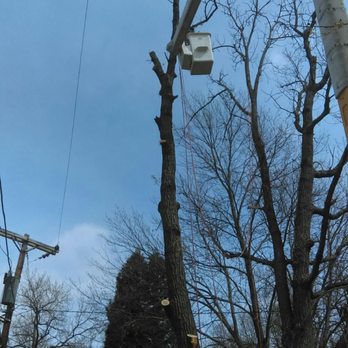 Landsdown Tree Experts - Tree Services Near Me - Waldorf, Maryland Landsdown Tree Experts - Tree Services Near Me - Waldorf, Maryland