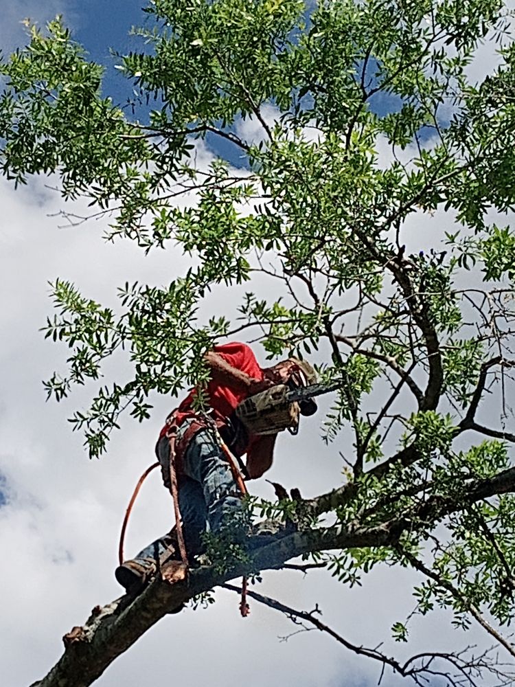 Tate's Tree Service - tree service in Orlando, FL