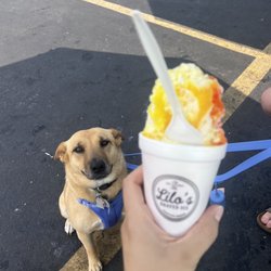 Lilo's Shaved Ice - Happy dog....loved getting some licks in