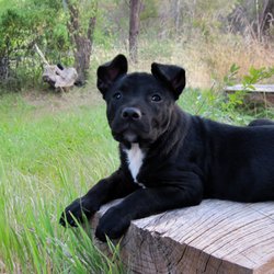 Madras Animal Hospital - Pup at 6 months