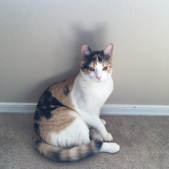 Hermitage Cat Shelter - Animal Shelters Near Me - Tucson, Arizona