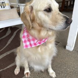 Alpha Grooming Pet Salon - Nice and clean.