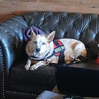 house of Js coffee - Aspen always waiting for the goodies - Coffee & Tea Near Me - Arvada, Colorado house of Js coffee - Aspen always waiting for the goodies - Coffee & Tea Near Me - Arvada, Colorado