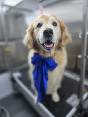 Large Breed Grooming - call for more info( 703) 223-6587 Large Breed Grooming - call for more info( 703) 223-6587
