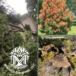 Maxton's Evergreen - Tree Health Care Services.