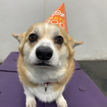 Dogtopia - Have your pup celebrate their birthday with us! - Pet Services Near Me - San Marcos, California