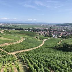 L’Alsaciette - Vineyard