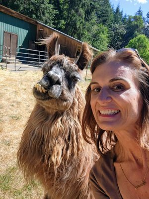 Vashon Llamas by null