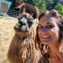 Vashon Llamas - Selfies with Sky