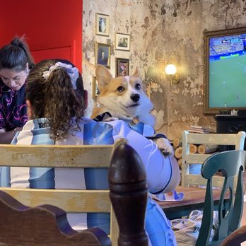 FUEGOS LA - Corgi in argentinian fútbol outfit ! - Empanadas Near Me - Los Angeles, California